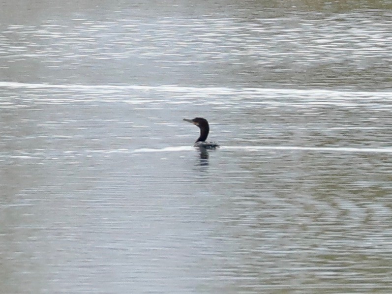 Neotropic Cormorant - ML643348317