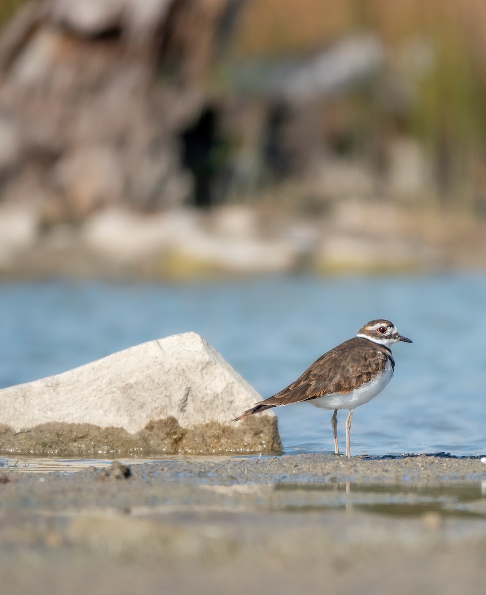 Killdeer - ML643348319