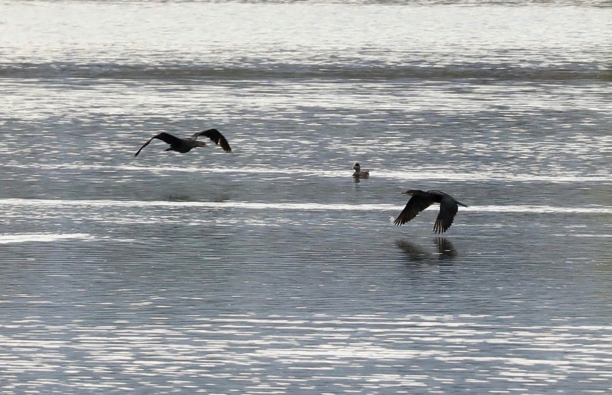 Neotropic Cormorant - ML643348322