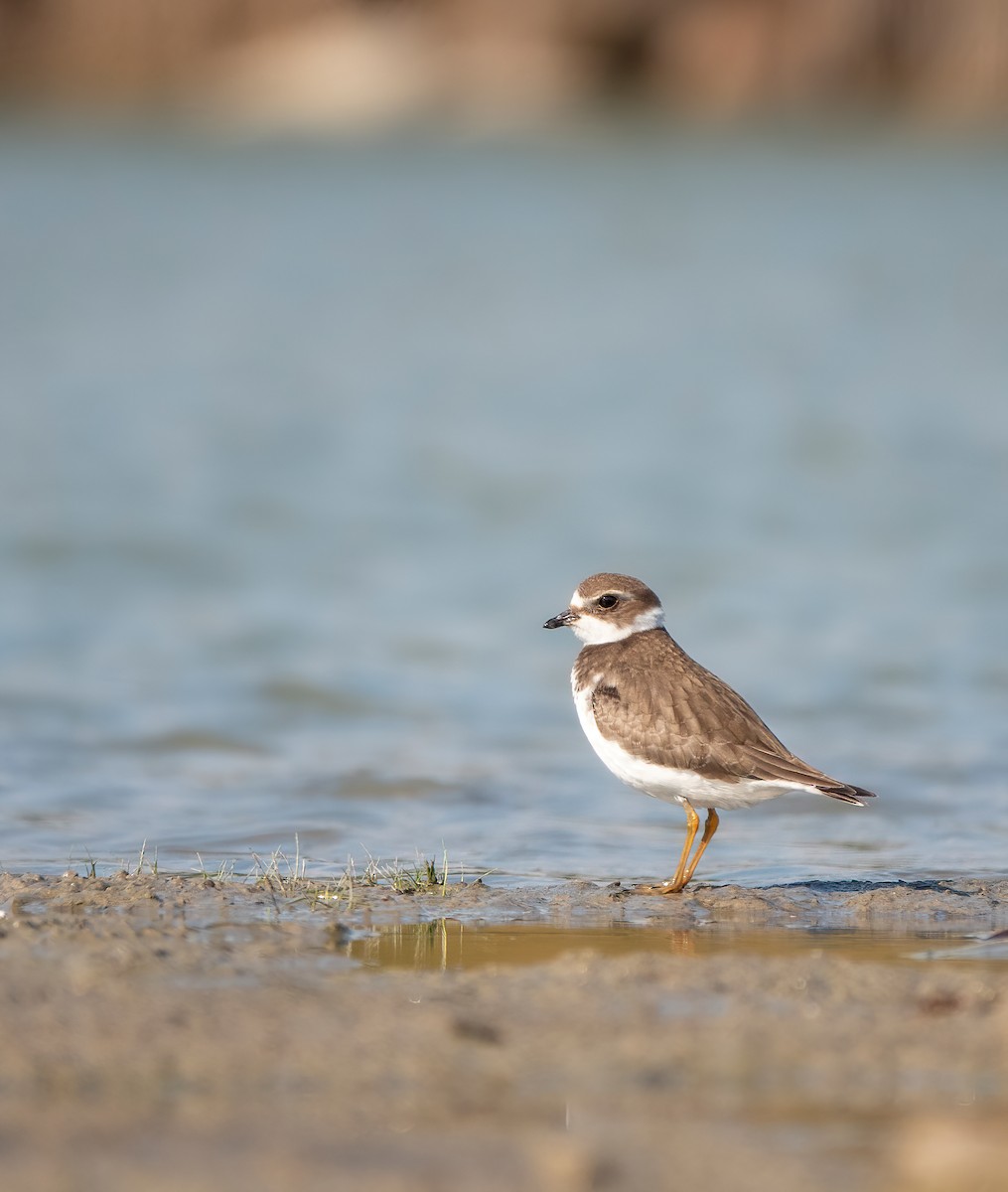 Semipalmated Plover - ML643348327