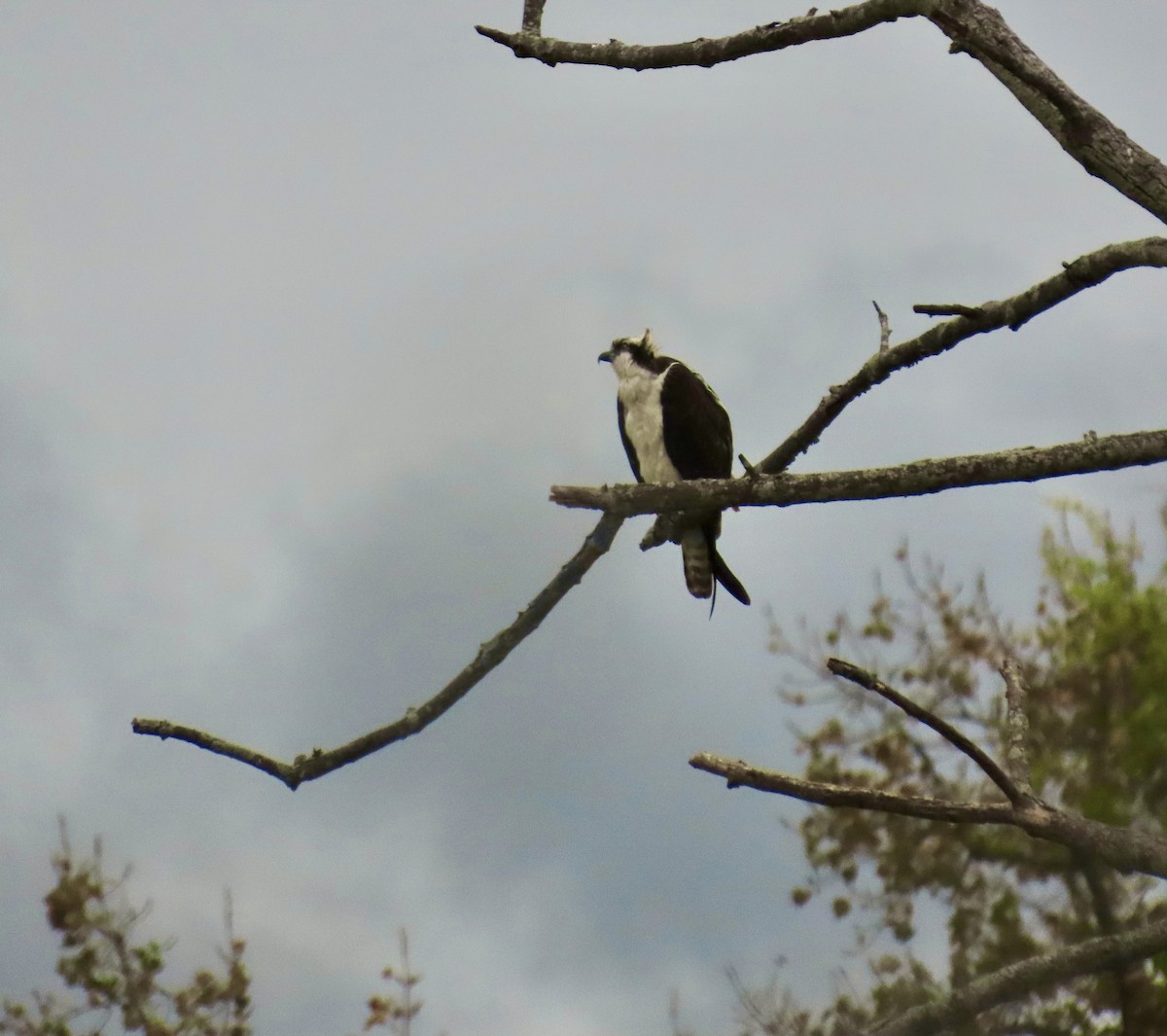 Osprey - ML643348328