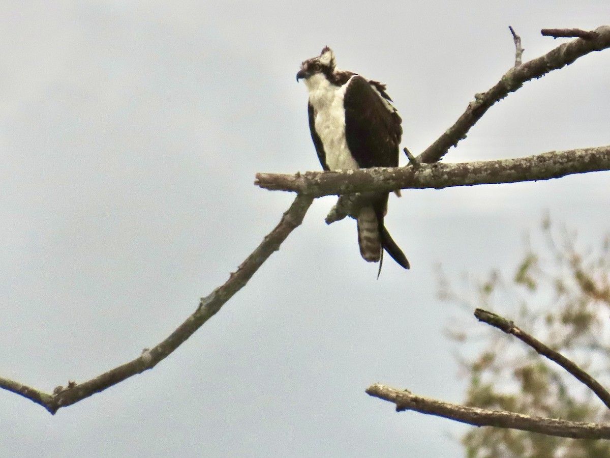 Osprey - ML643348329
