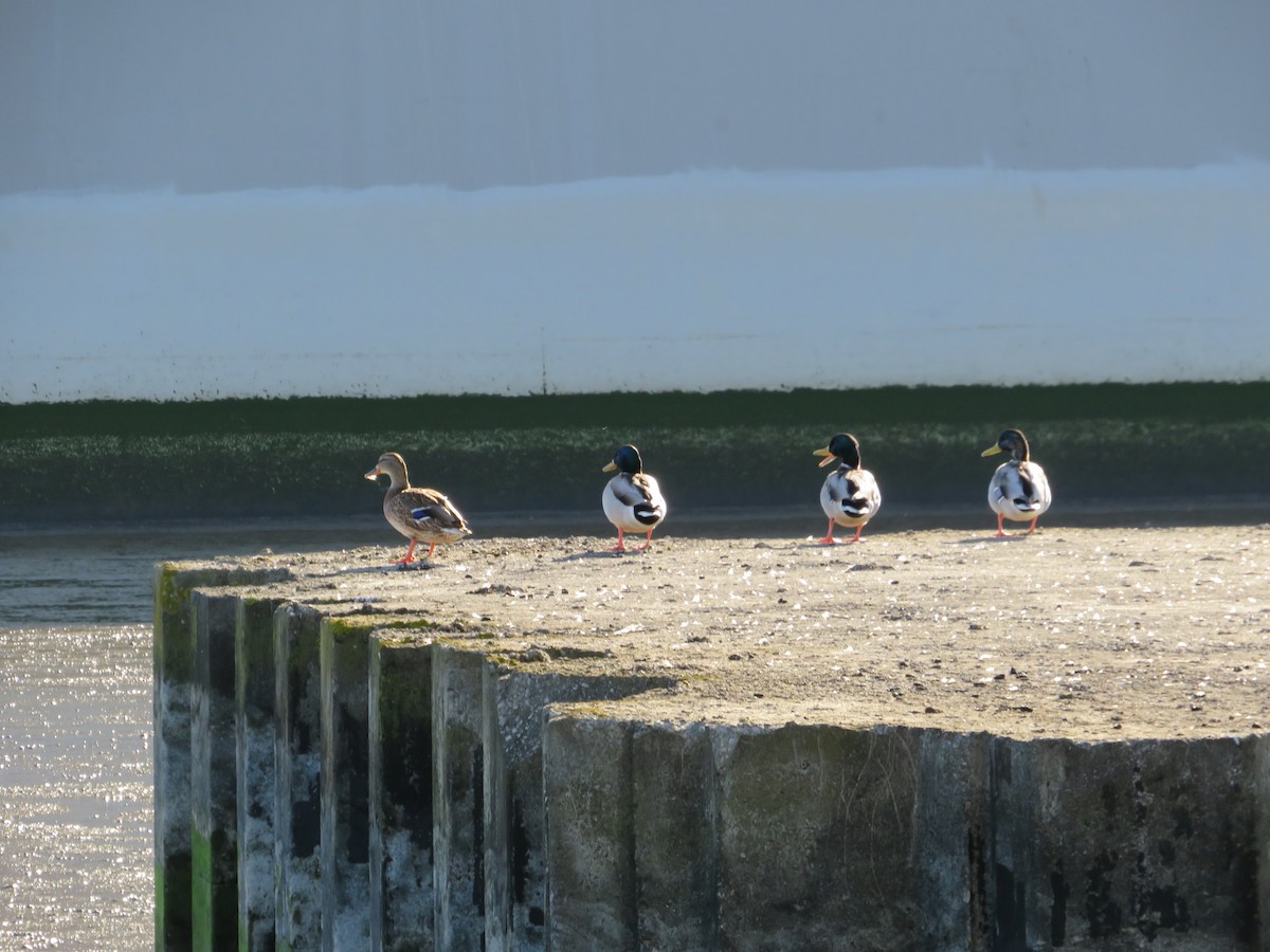Mallard - ML643348332