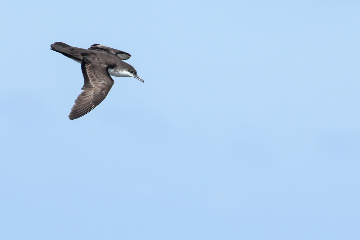 Galapagos Shearwater - ML643348333