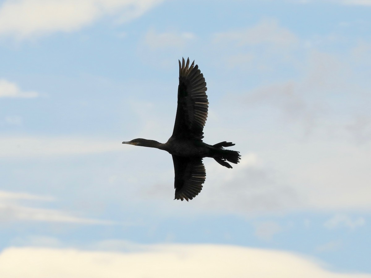 Neotropic Cormorant - ML643348341
