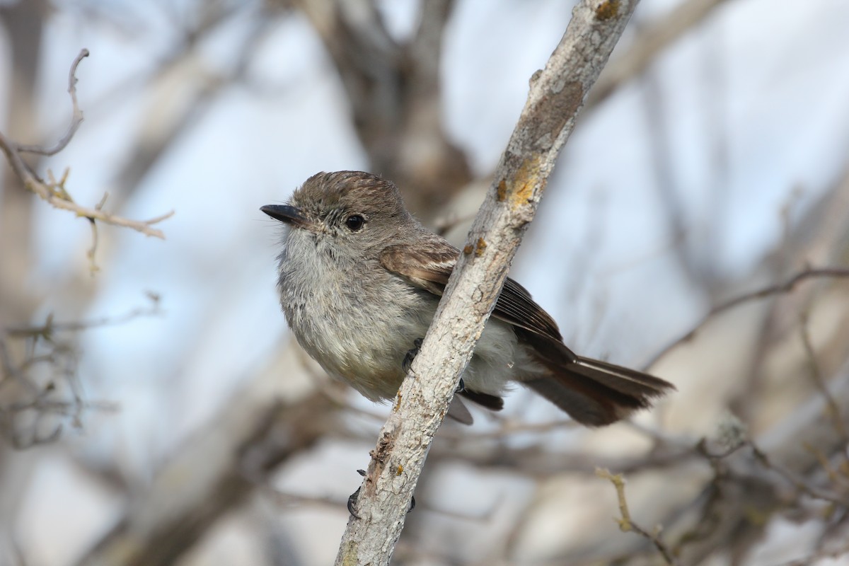 Tyran des Galapagos - ML643348344