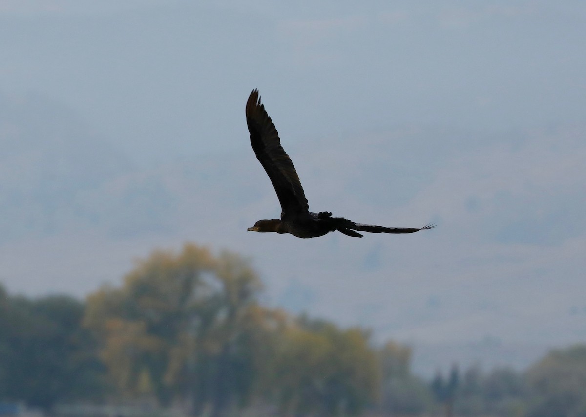 Neotropic Cormorant - ML643348356