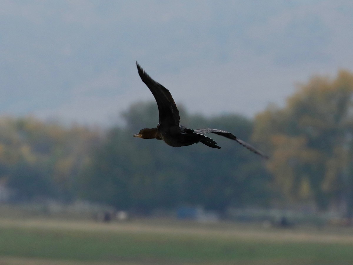 Neotropic Cormorant - ML643348359