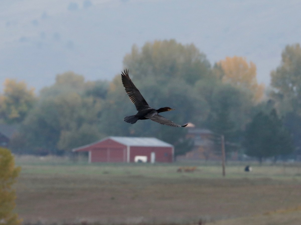 Neotropic Cormorant - ML643348364