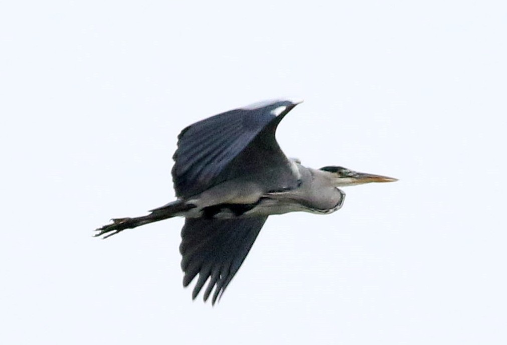 Хөх дэглий - ML643348368