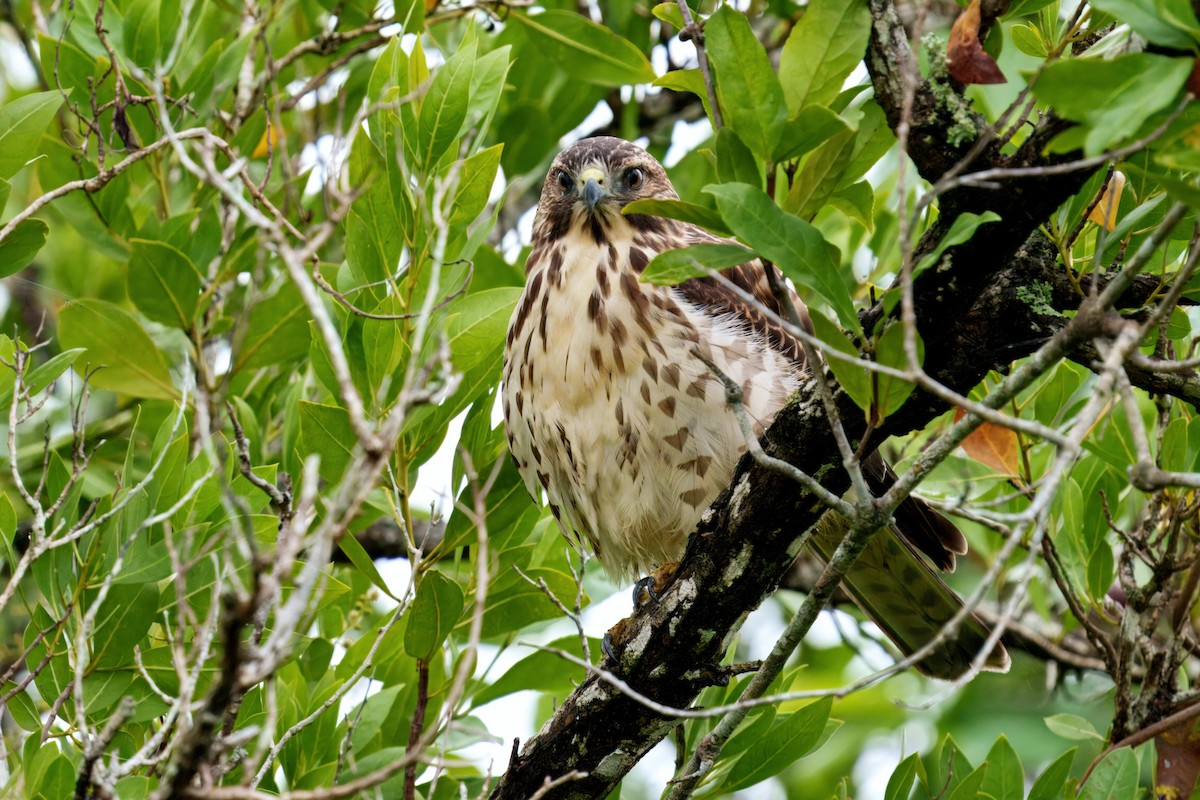 Busardo Aliancho - ML643348371