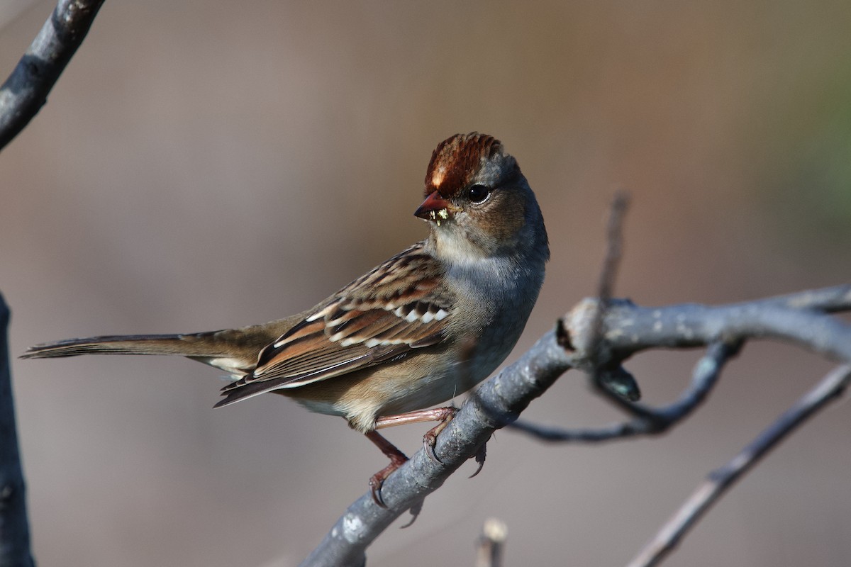 White-crowned Sparrow - ML643348377