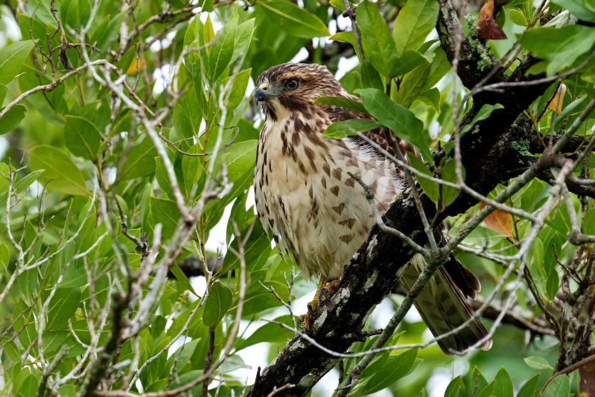 Busardo Aliancho - ML643348381