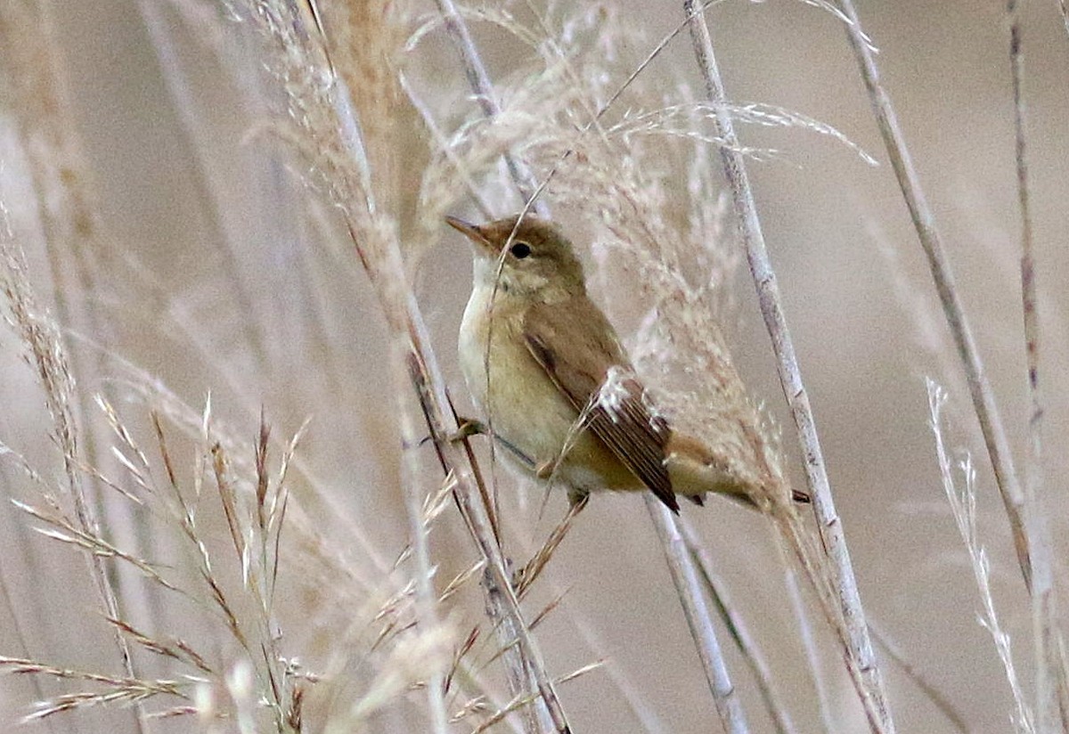 Common Reed Warbler - ML643348389