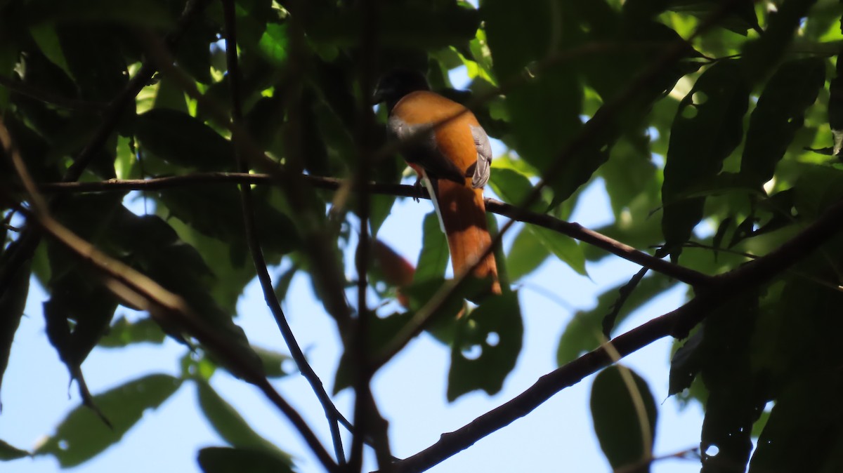 Malabar Trogon - ML643348397