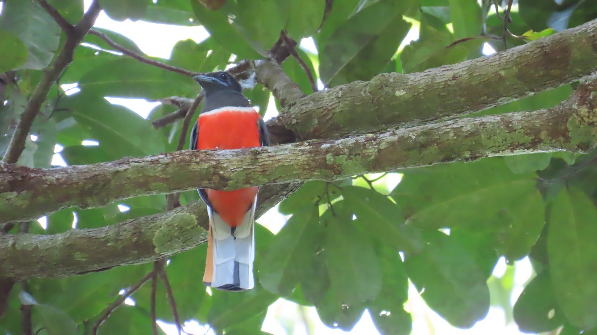 Malabar Trogon - ML643348406