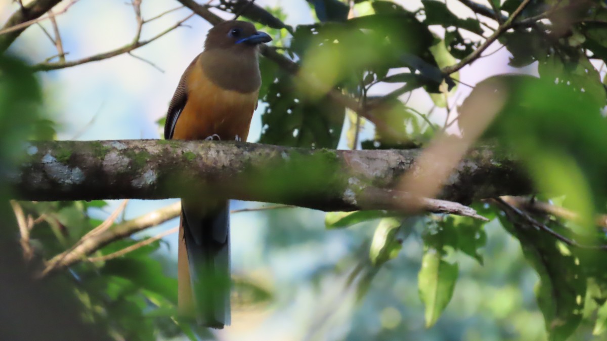 Malabar Trogon - ML643348407