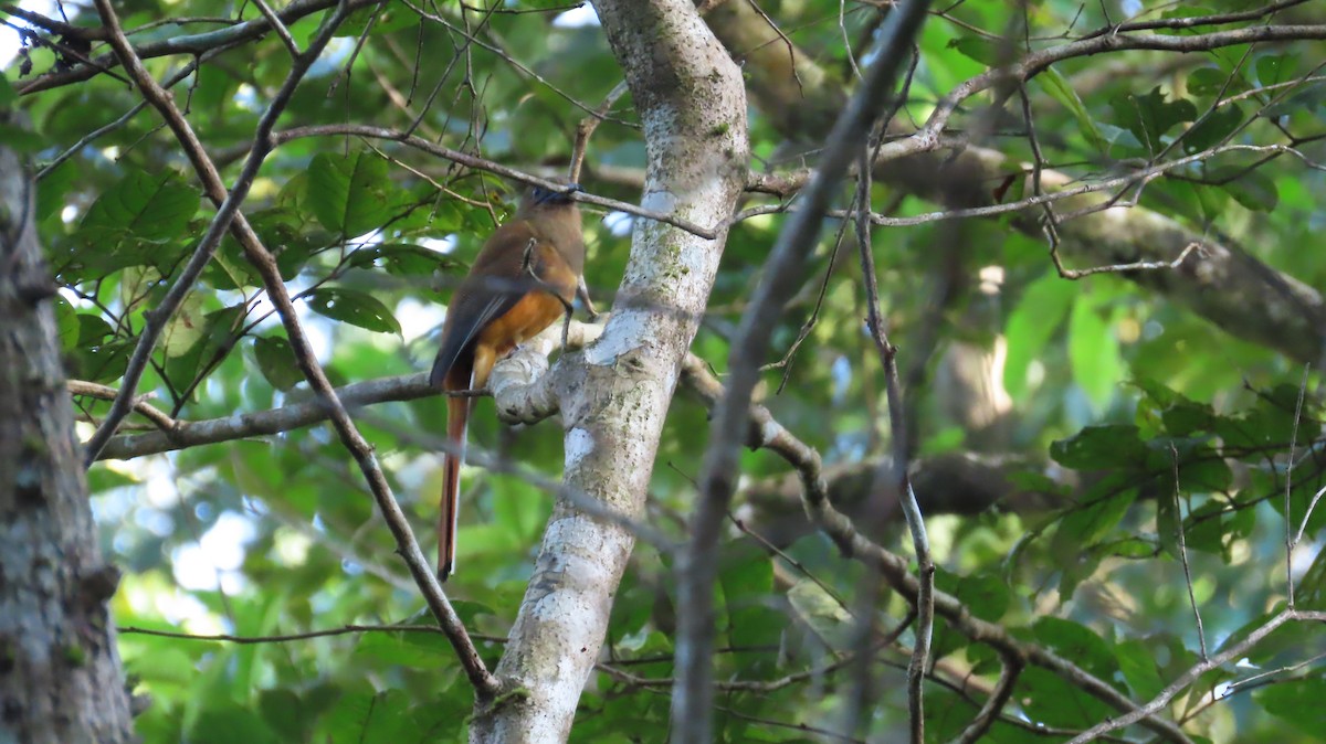 Malabar Trogon - ML643348408