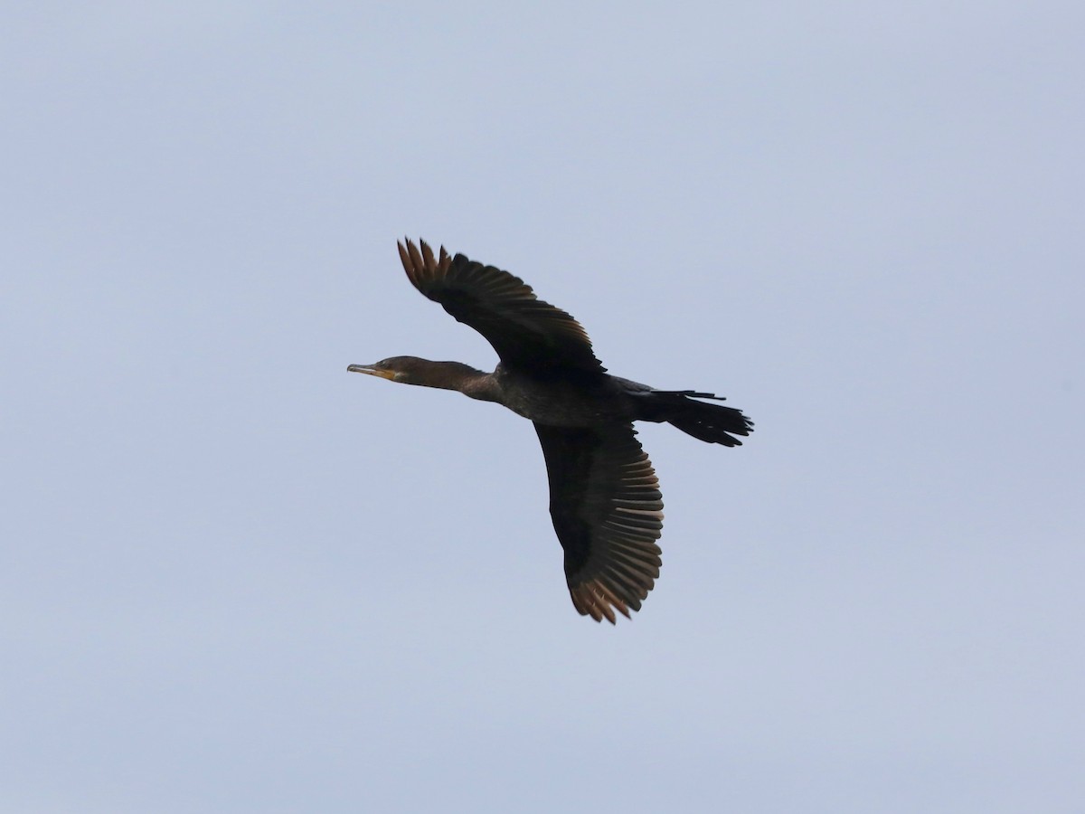 Neotropic Cormorant - ML643348410