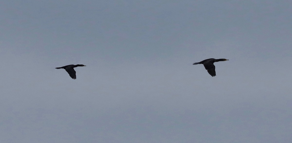 Neotropic Cormorant - ML643348415