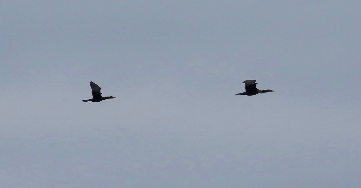 Neotropic Cormorant - ML643348419