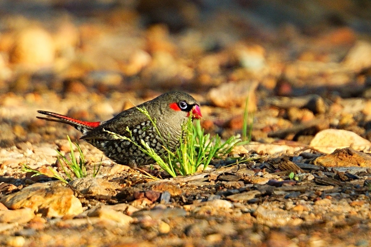 Red-eared Firetail - ML643348428