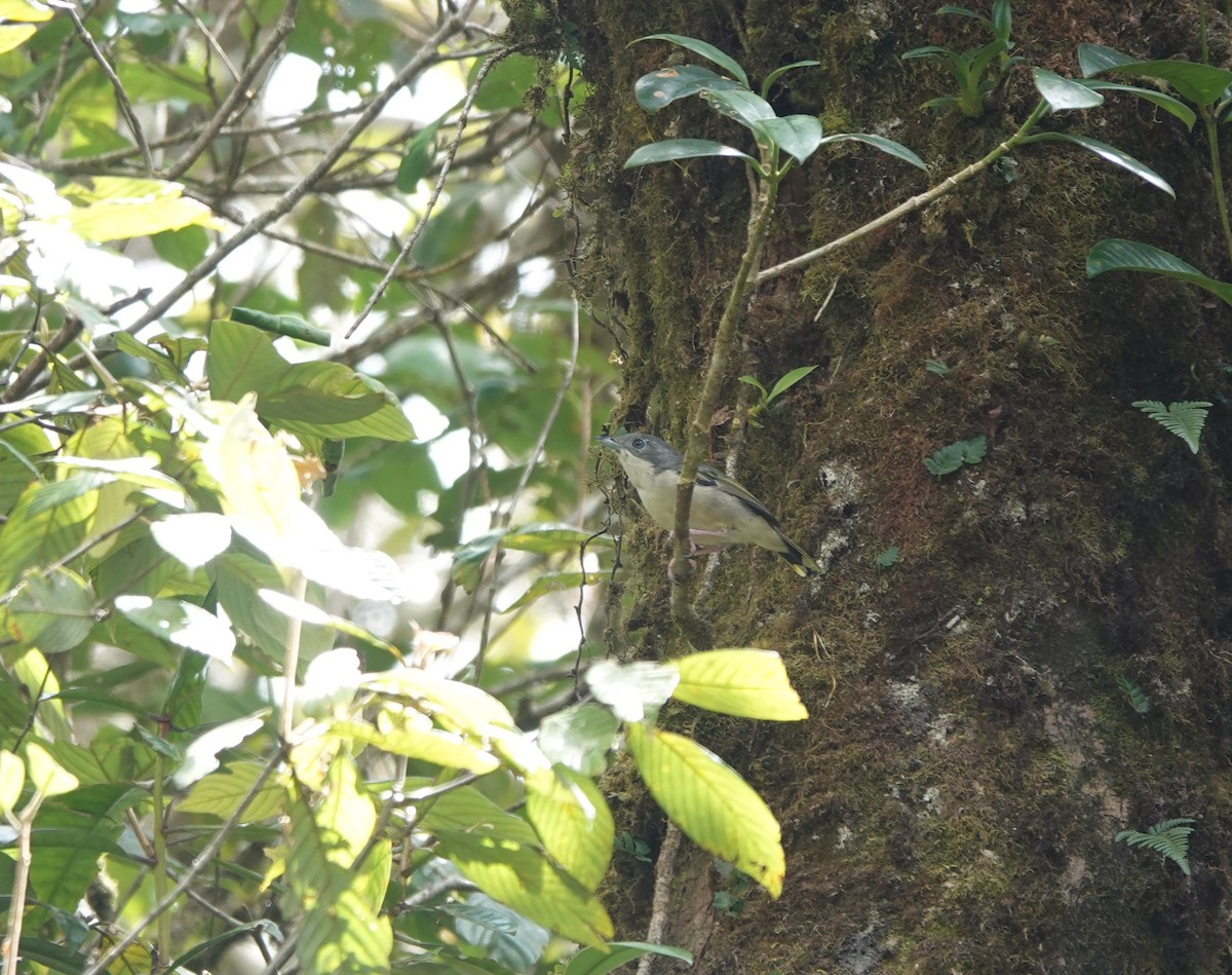 White-browed Shrike-Babbler - ML643348429