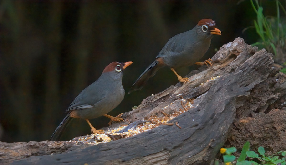 Chestnut-capped Laughingthrush - ML643348434