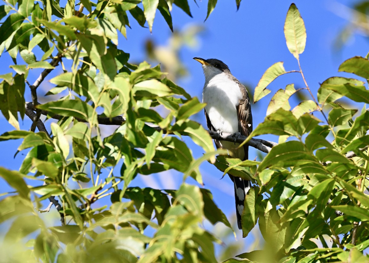 Yellow-billed Cuckoo - ML643348444