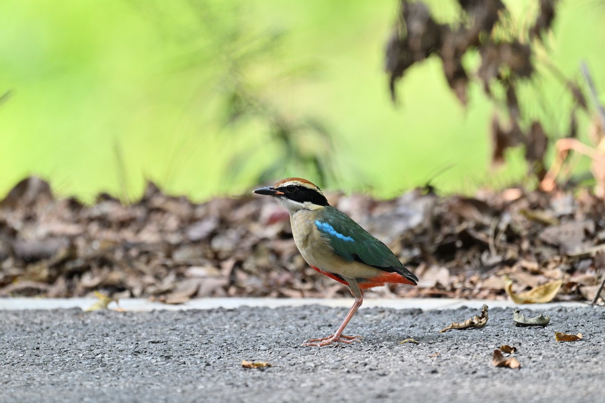 Fairy Pitta - ML643348445