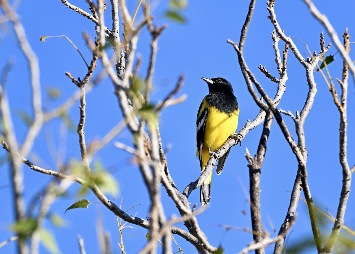 Scott's Oriole - ML643348447