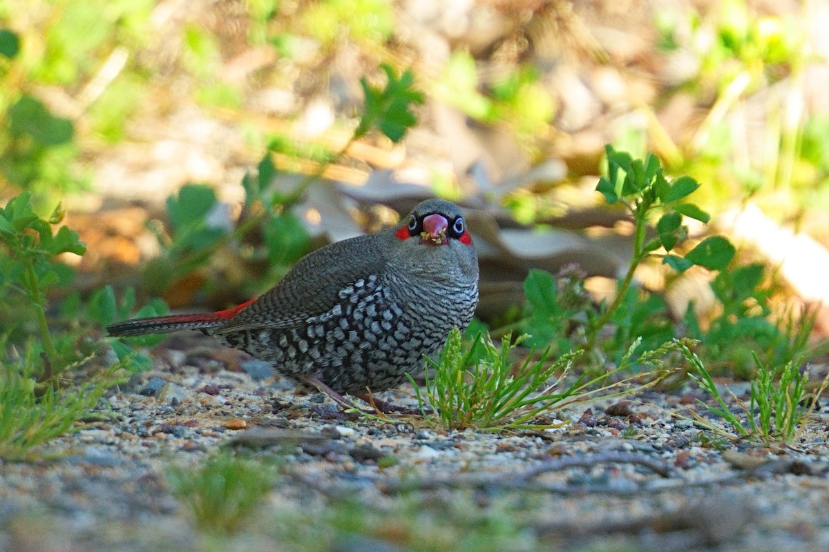 Red-eared Firetail - ML643348463