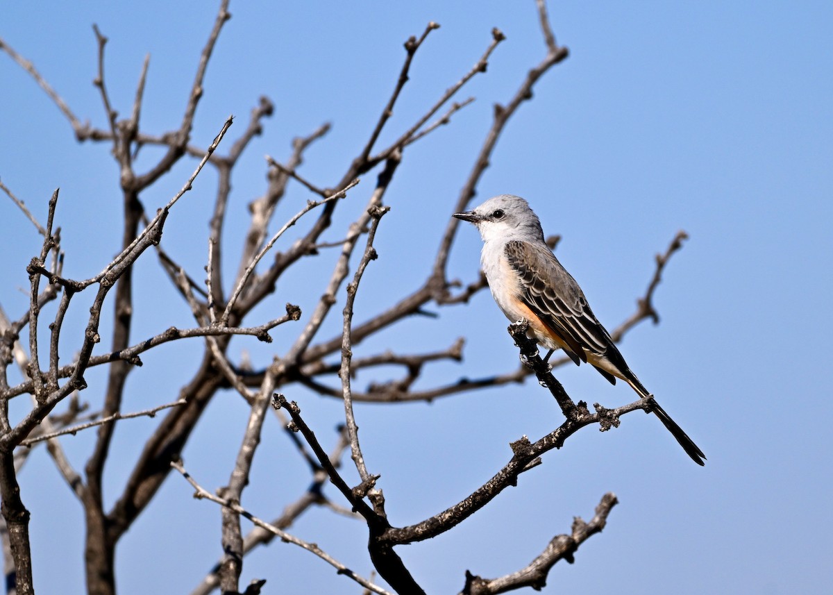 Scissor-tailed Flycatcher - ML643348468