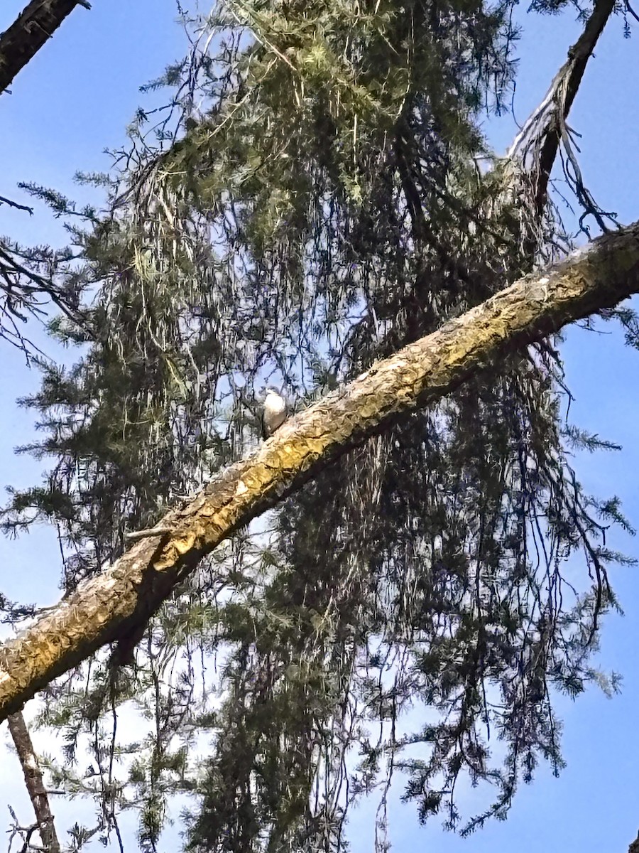 Ev Kırlangıcı - ML643348470