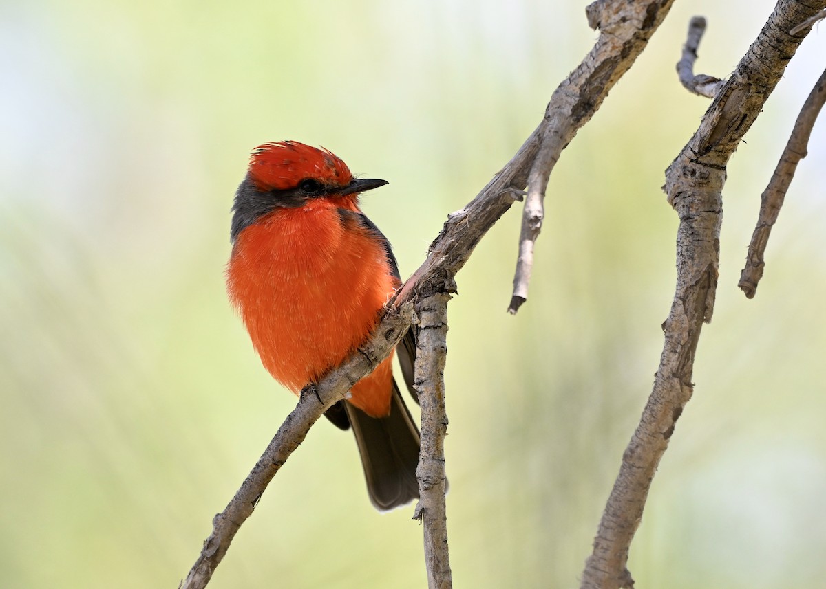 Vermilion Flycatcher - ML643348475
