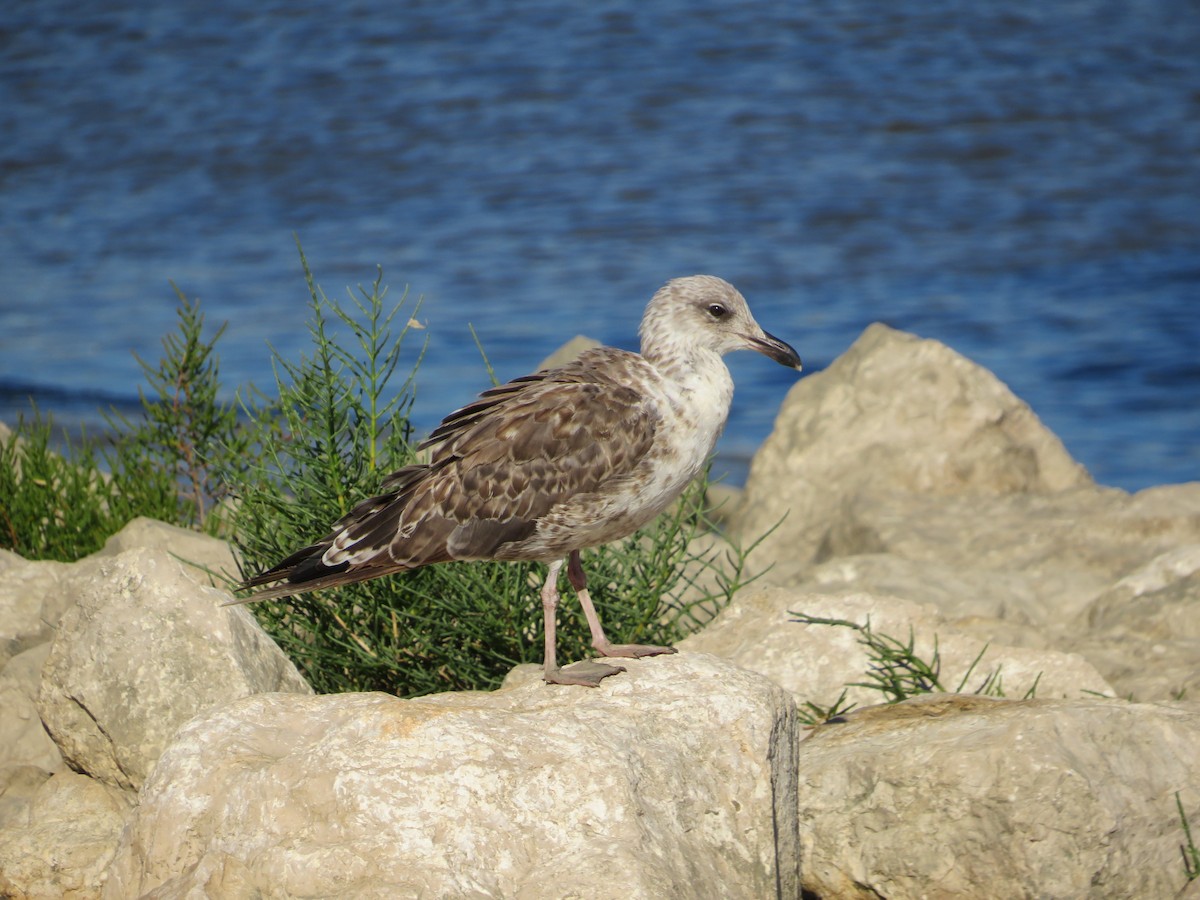 小黑背鷗 - ML643348514