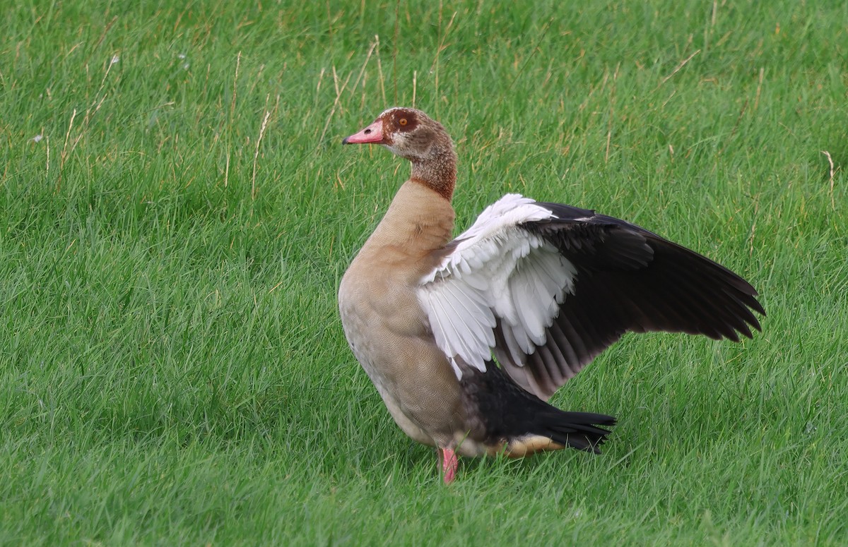 Egyptian Goose - ML643348527