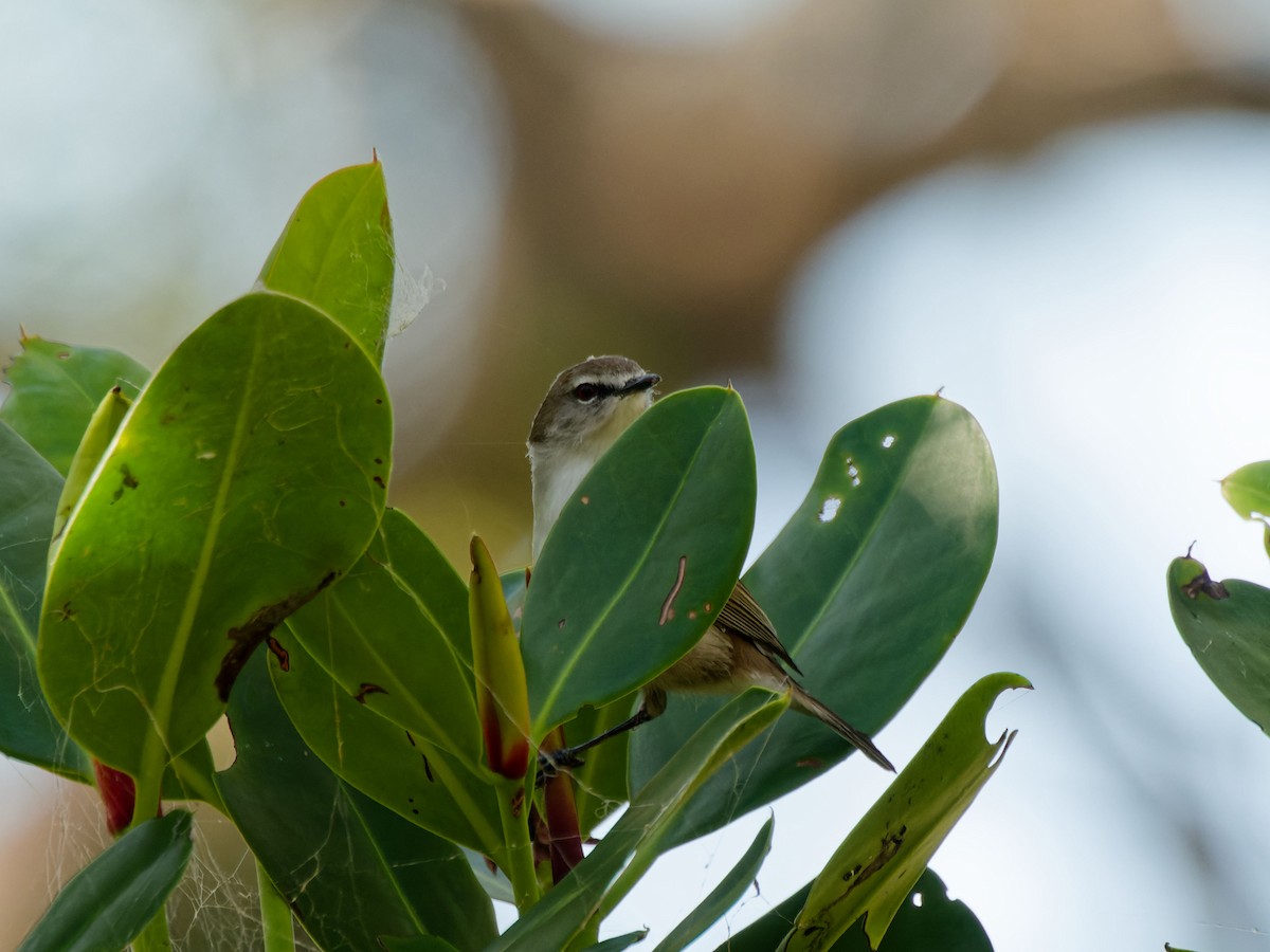 Mangrove Gerygone - ML643348531