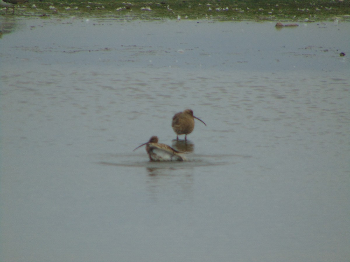 Courlis cendré - ML643348533