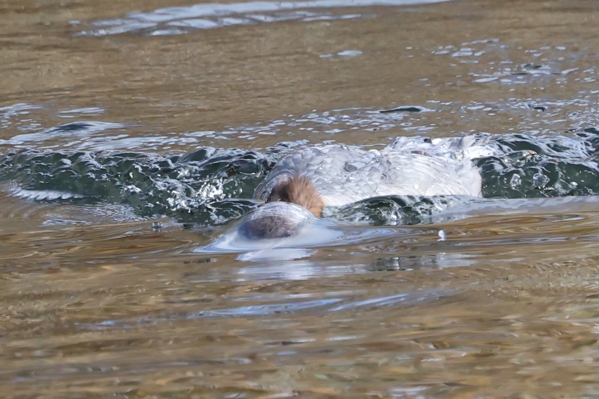 morčák velký (ssp. merganser/orientalis) - ML643348538