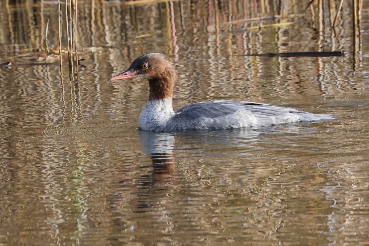 morčák velký (ssp. merganser/orientalis) - ML643348539