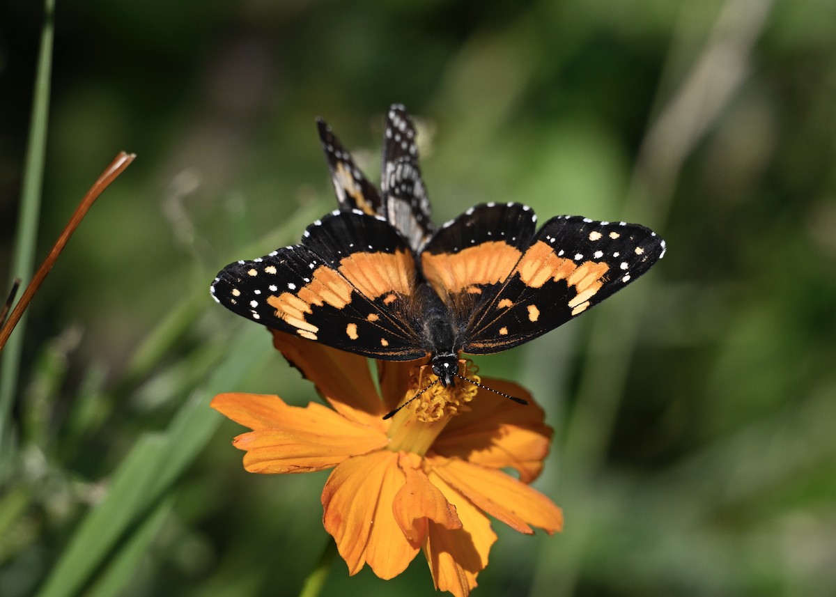 Bordered Patch - ML643348547