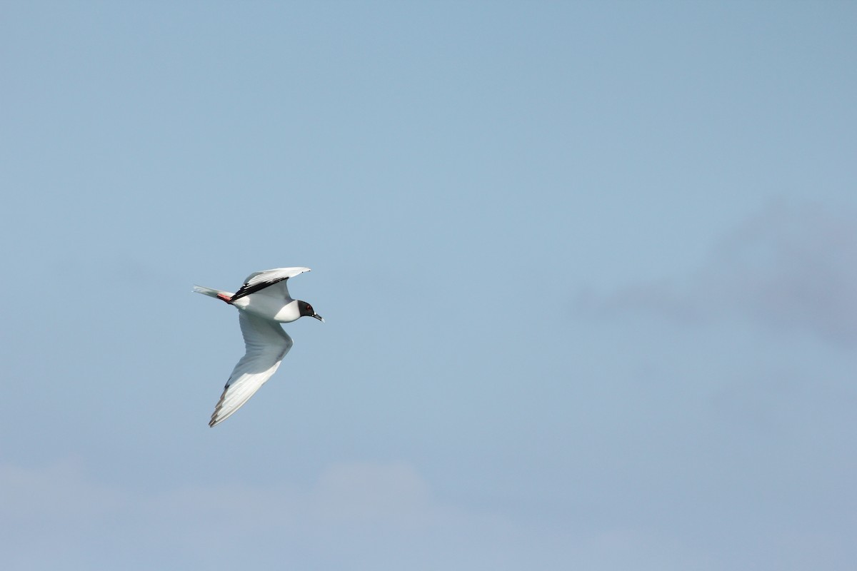 Swallow-tailed Gull - ML643348591