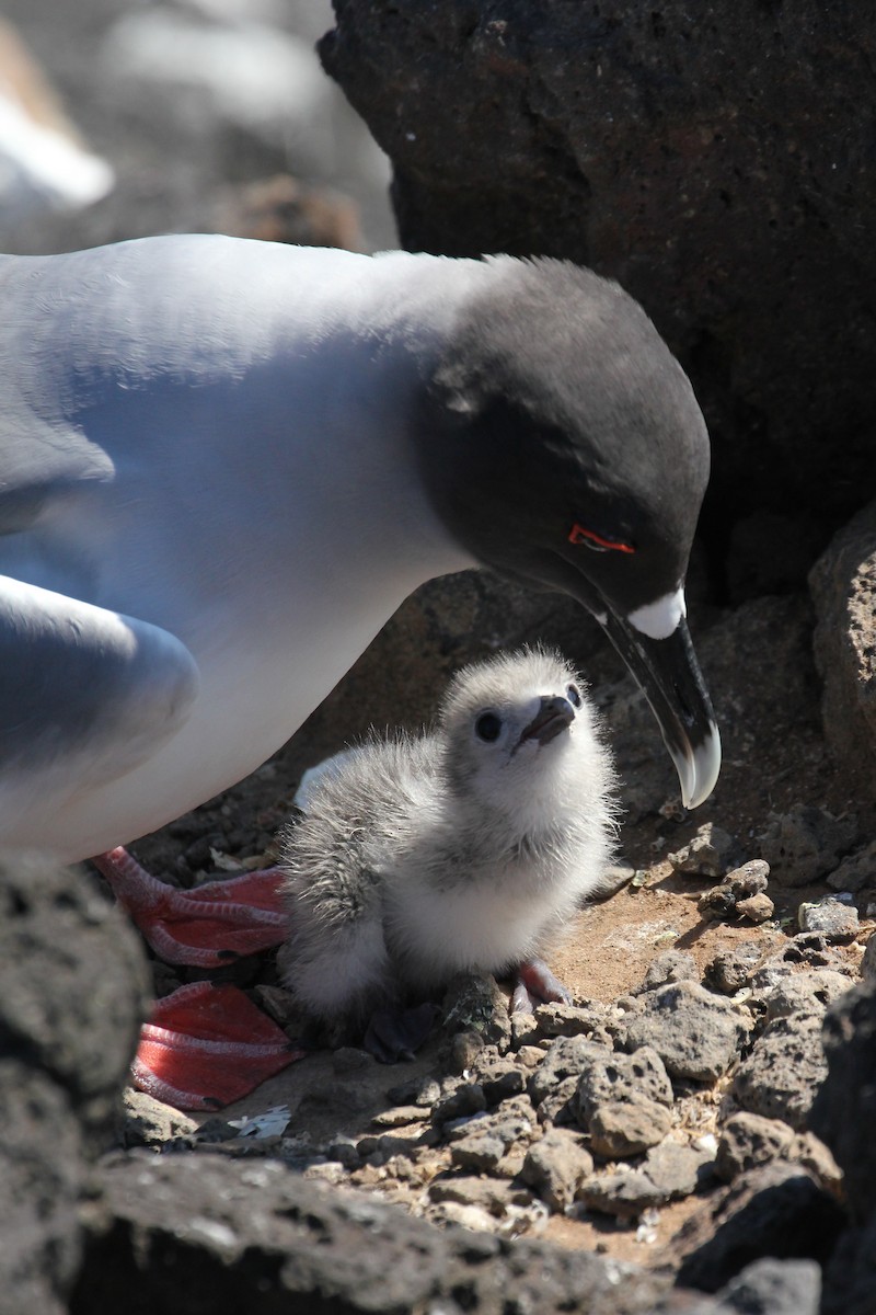 Swallow-tailed Gull - ML643348598