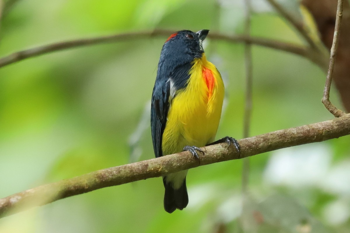Crimson-breasted Flowerpecker - ML643348603