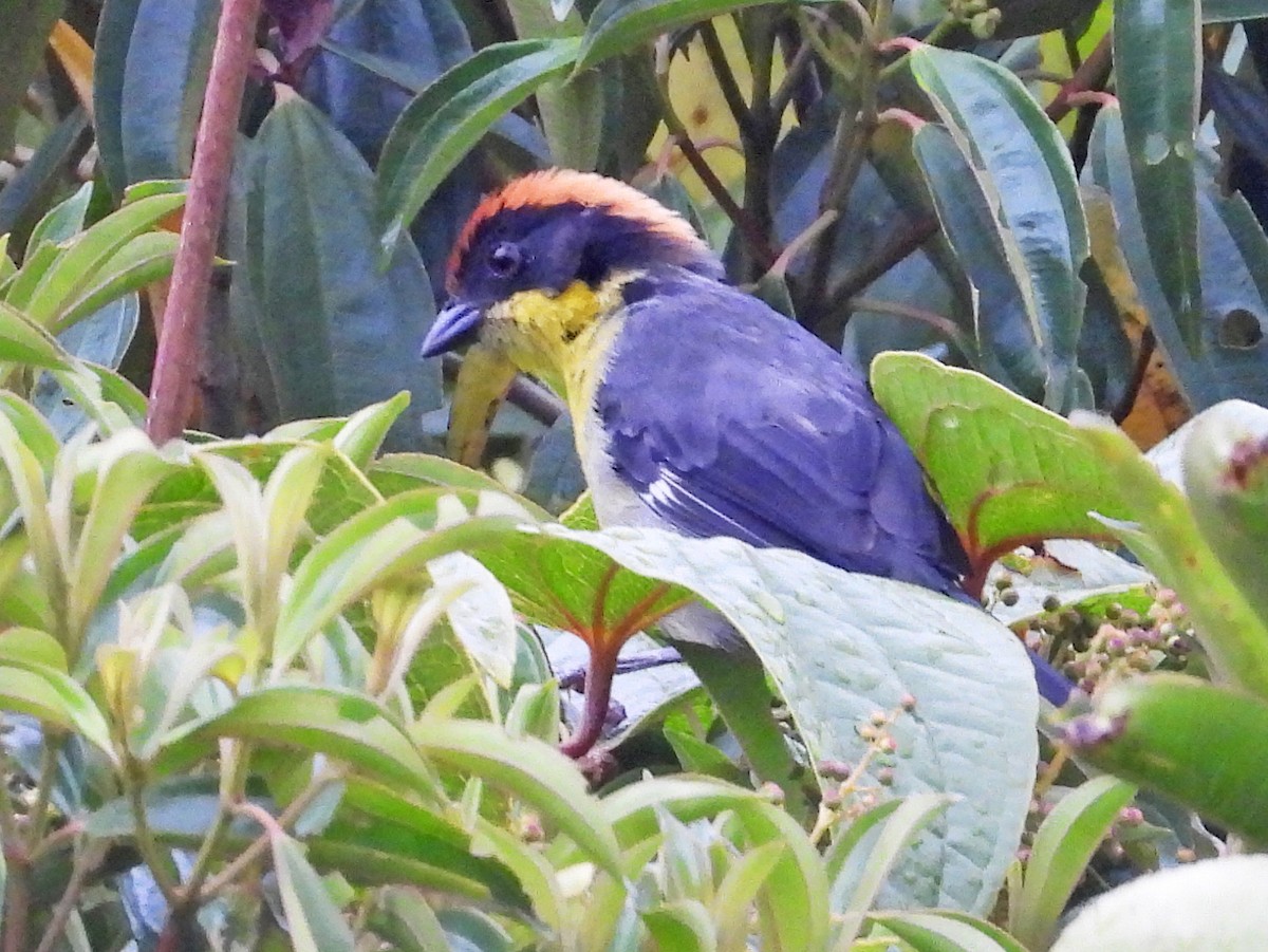 Atlapetes Pechiamarillo - ML643348604