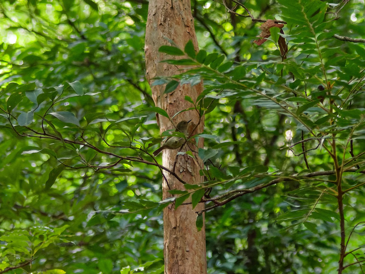 Large-billed Scrubwren - ML643348607