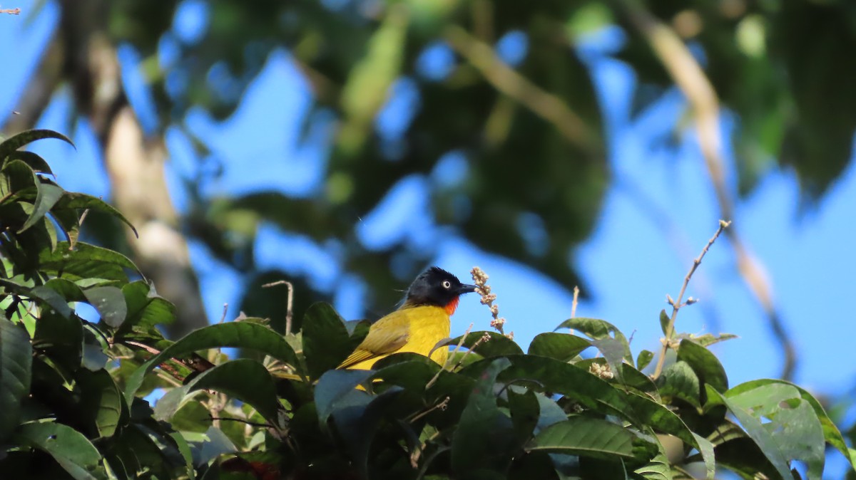 Flame-throated Bulbul - ML643348608