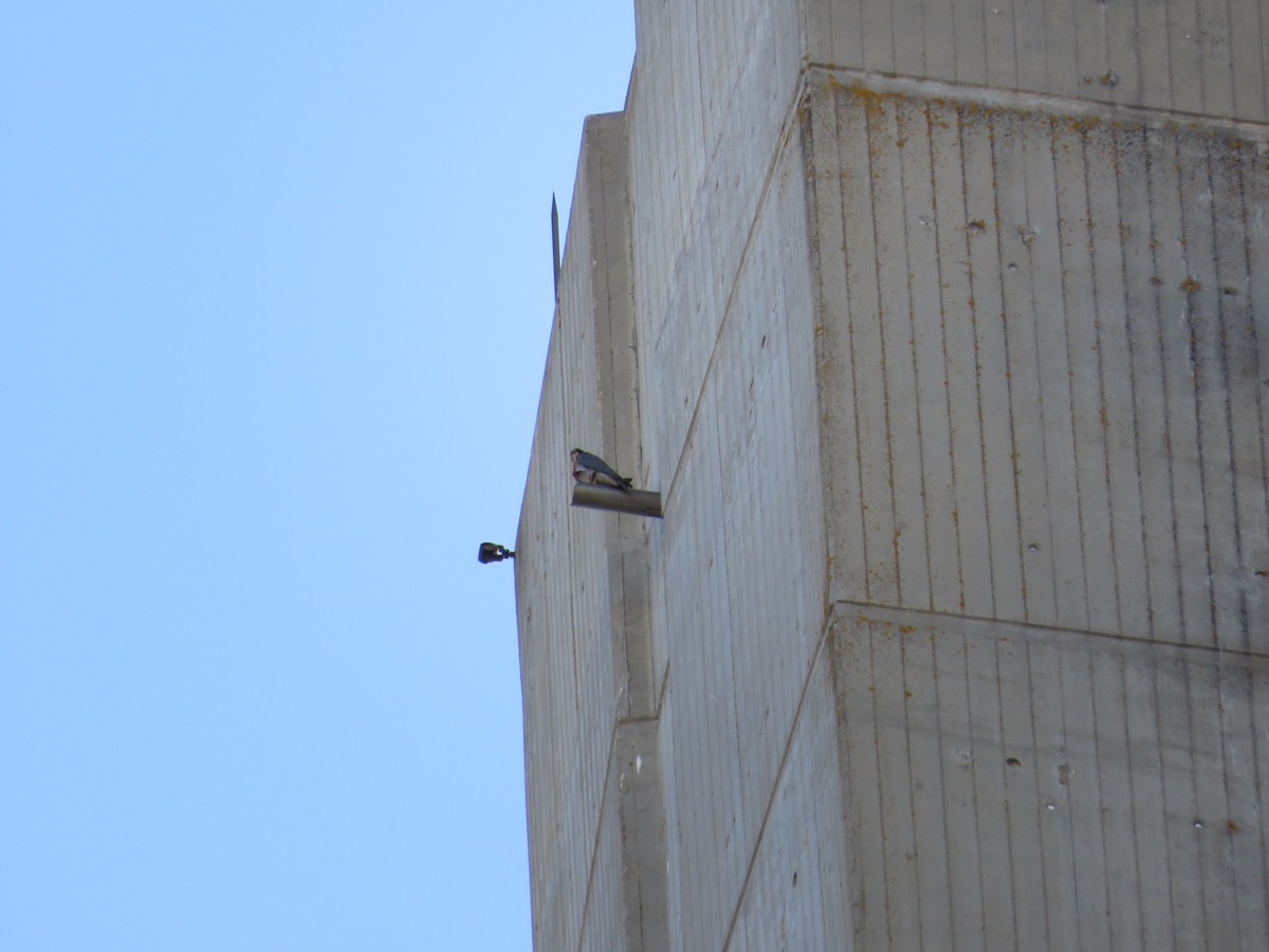 Peregrine Falcon - ML643348616