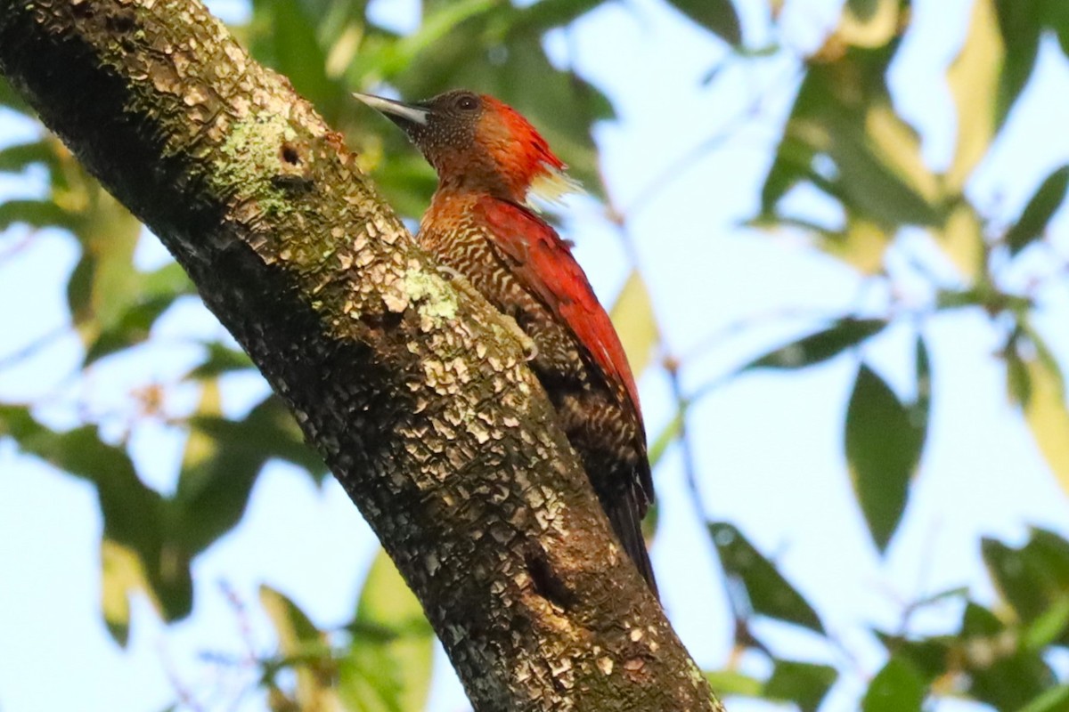 Mennigspecht - ML643348637